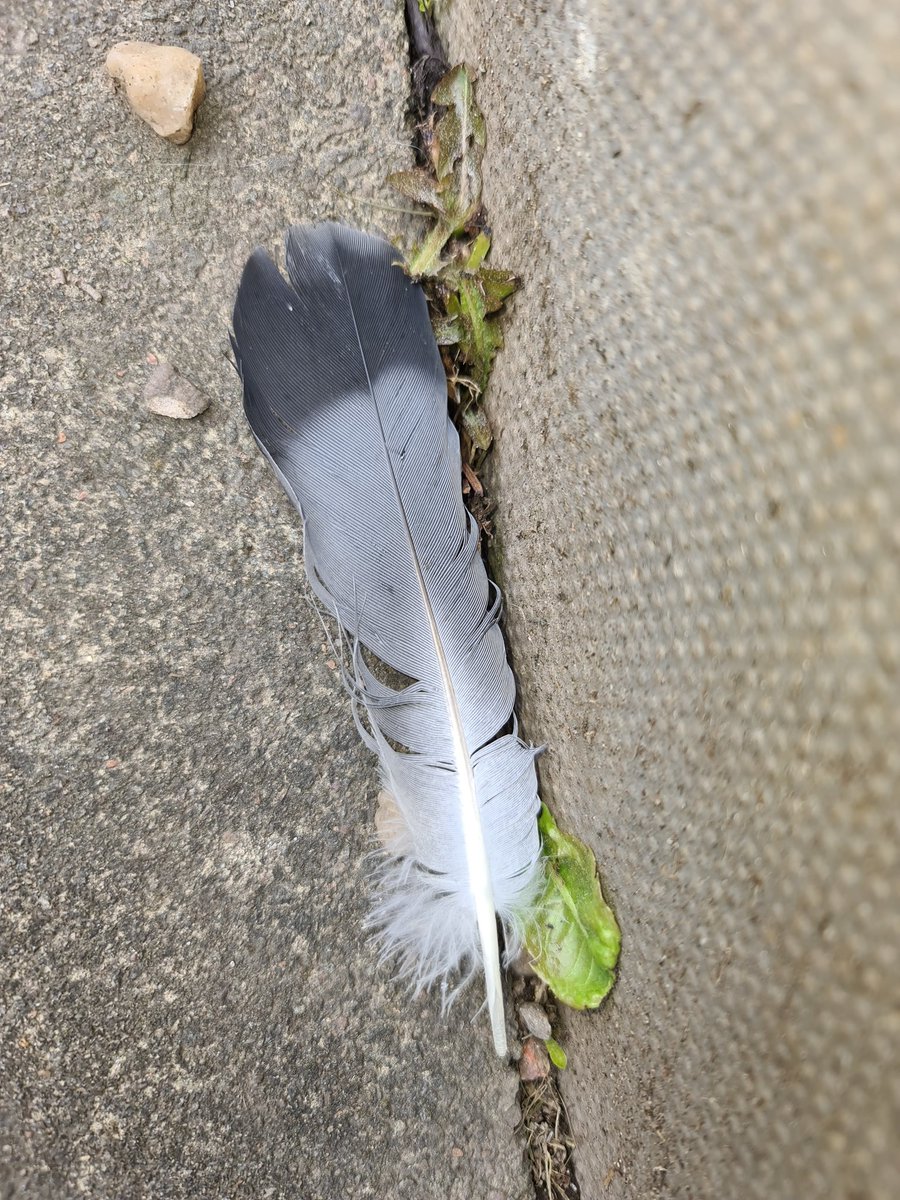 MrMAGIC72014978's tweet photo. When Feathers Appear 🪶
Your ANGELS are Near .. 😇
#SurroundedByAngels 😇 #GuidedBySpirit 👻#ProtectedByBoth ❤️
#Feathers #Angels https://t.co/lUs528Qr91