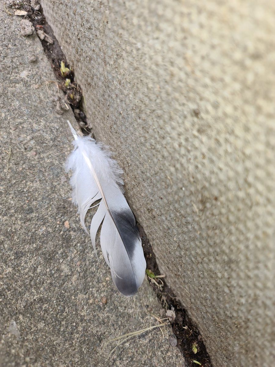 MrMAGIC72014978's tweet photo. When Feathers Appear 🪶
Your ANGELS are Near .. 😇
#SurroundedByAngels 😇 #GuidedBySpirit 👻#ProtectedByBoth ❤️
#Feathers #Angels https://t.co/lUs528Qr91