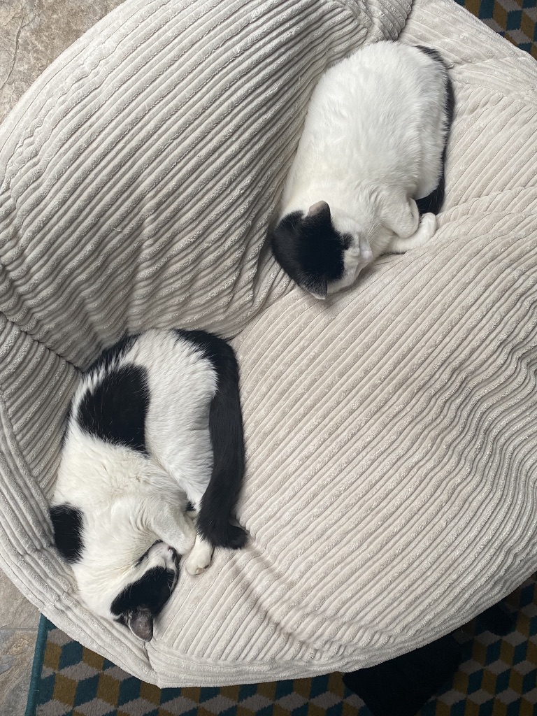 ScrumpoTM's tweet photo. Synchronised napping ... #CatsOfTwitter https://t.co/HUo2Oc6KfH
