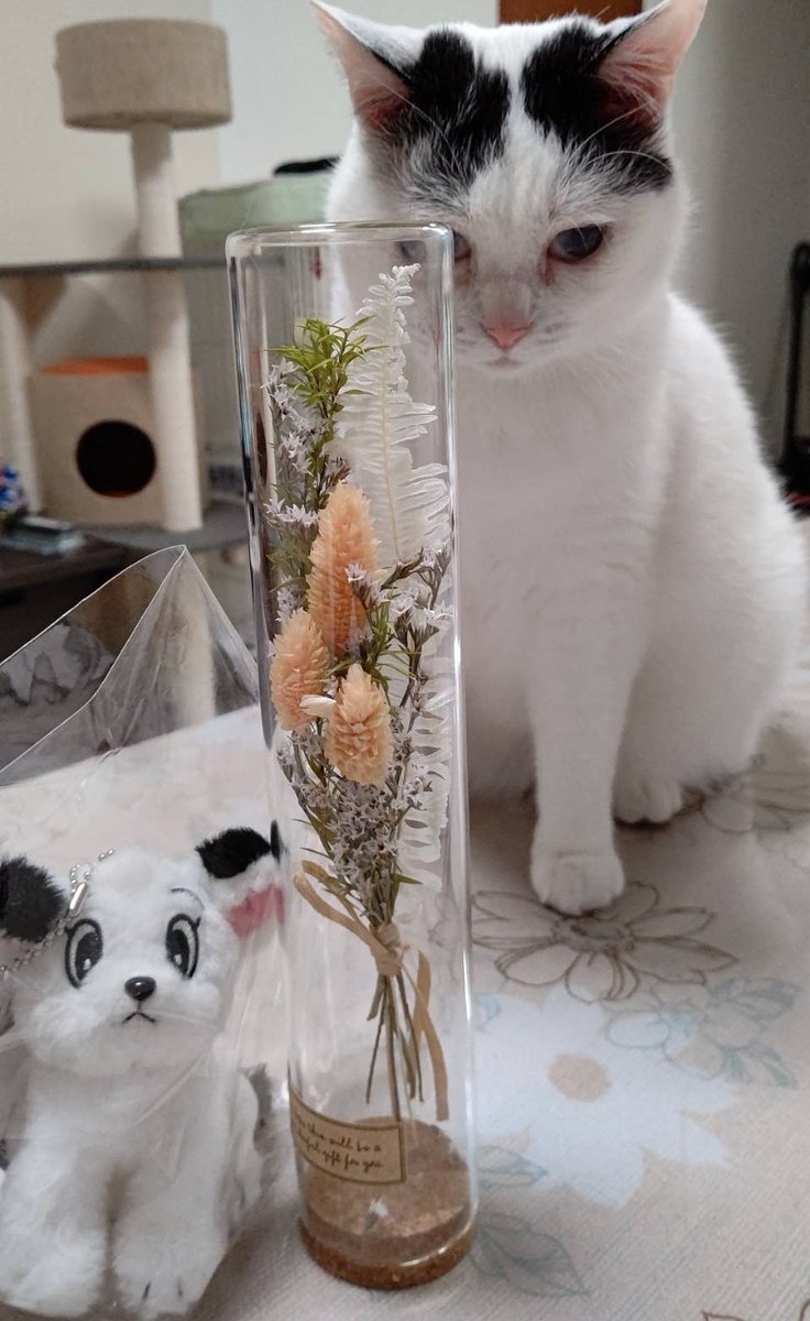 Olafree14's tweet photo. ご覧の通り、
りりがお母さんになりました🤤 #cats #MothersDay #母の日 https://t.co/7NTS8gIWix