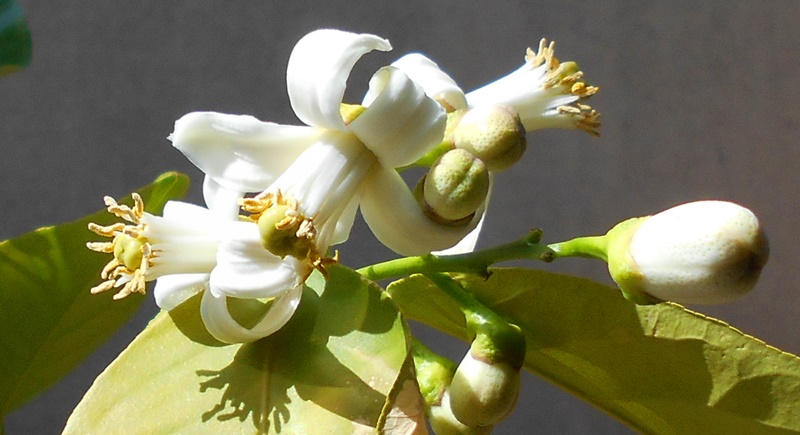 じゅごん Al Twitter お花が咲きました 日が暮れてから1枚ずつ花びらが開いて クルリンっと百合の花みたいに丸まります 甘くて重めの クチナシの花の匂いをライトにした感じの香りです 花びらの厚みもクチナシっぽいかな T Co 9a8opfg3pd Twitter