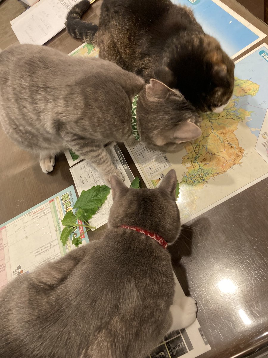 Aiko S Optimal Today