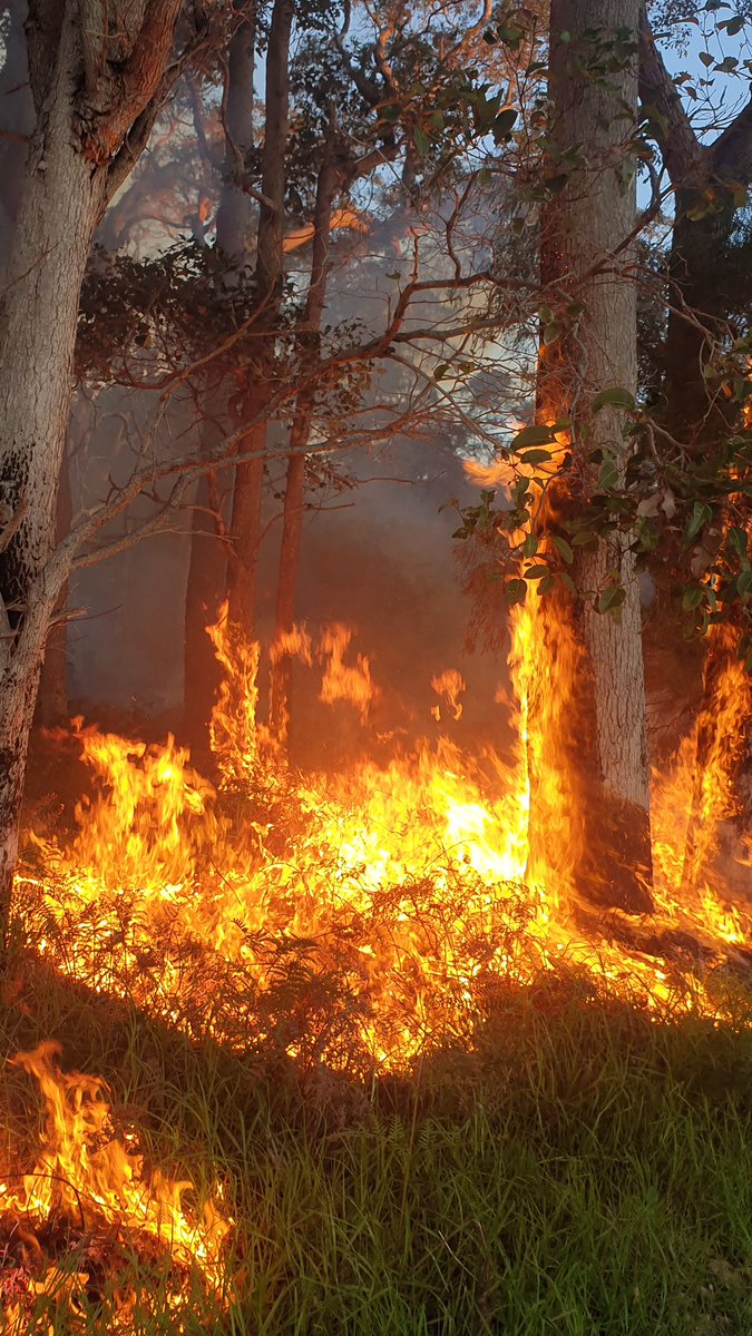MEwarrior_au's tweet photo. @KSchnickelfritz Yes - lighting fires! It satisfied the pyromaniac in me. Now Iβm paying for it, but it was such fun while it lasted. This is the first day in months I was more able.
(We do this in Autumn to make it safer near our house in Summer.)
#BurningOff #AussieBush #BeBushfireSafe https://t.co/aAy5ul9JVM