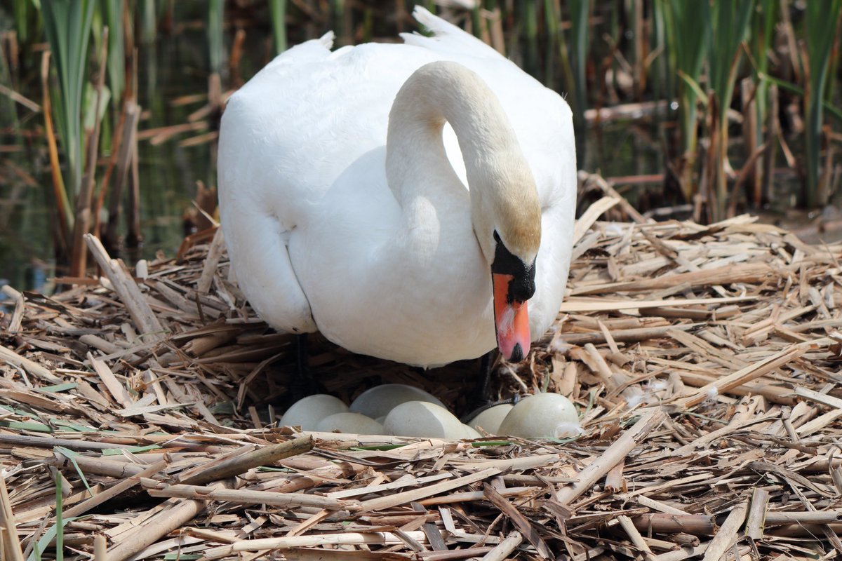 wearecossall's tweet photo. Swan turning eggs - they must be ready to hatch soon! @CossallNotts https://t.co/xPefnUn1n6