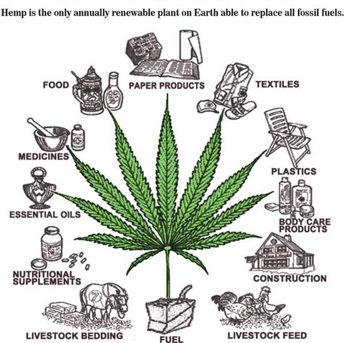 CoolCanary's tweet photo. ECO-FRIENDLY HEMP

As a resource, hemp is very efficient &amp; eco-friendly because the entire plant can be used for multiple beneficial uses &amp; replace a host of other raw materials that are not so eco-friendly.

Click the image to enlarge the reading.

#hemp #renewable #ecofriendly https://t.co/hRRPdH20aC