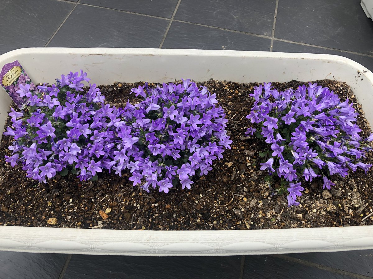 takashakimoto's tweet photo. プランターにベルフラワーを植えてみた。ひとつひとつは小さい花だけど密度高くまま見応えある。
#ガーデニング #べるふわー https://t.co/ZJdosfEkt4