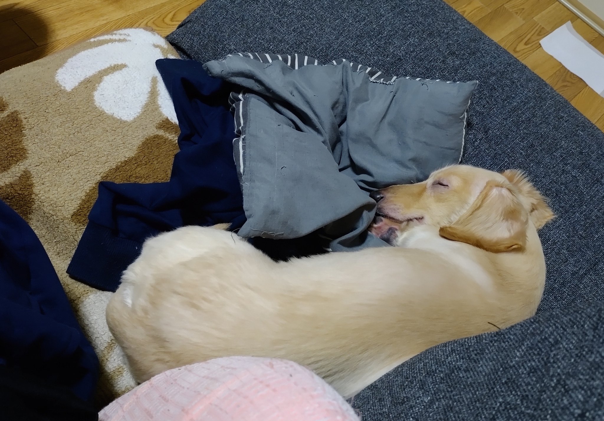 犬のおなら Twitter Search Twitter
