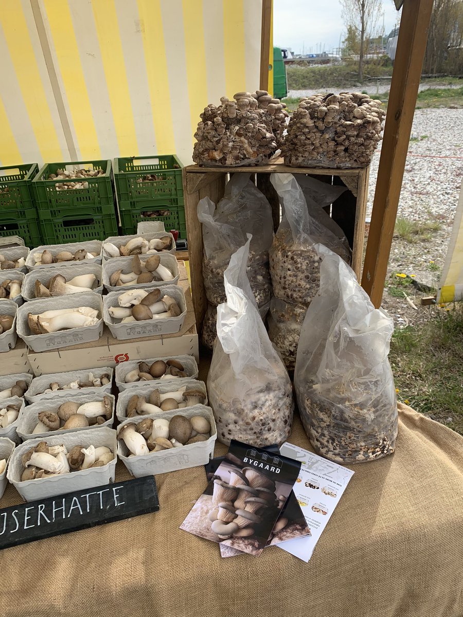 Victoria_Gee2's tweet photo. @DrChromo Some mushrooms on my camera roll too from a farmers market in Denmark 😃🍄 https://t.co/xJSAJ6jGPz