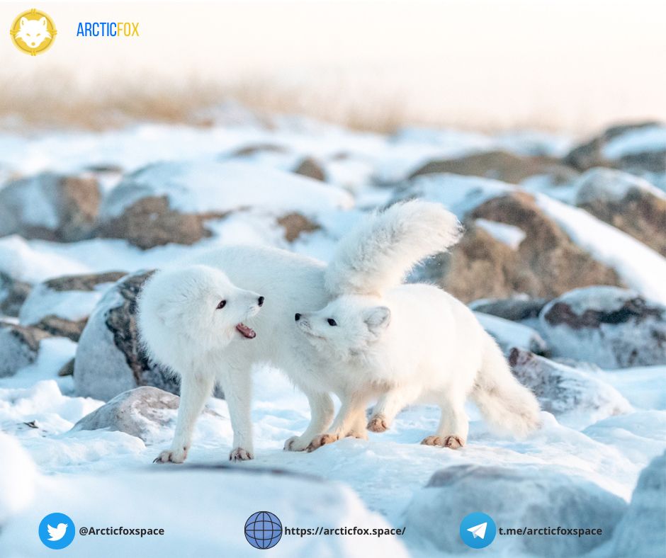 ArcticFox tweet media