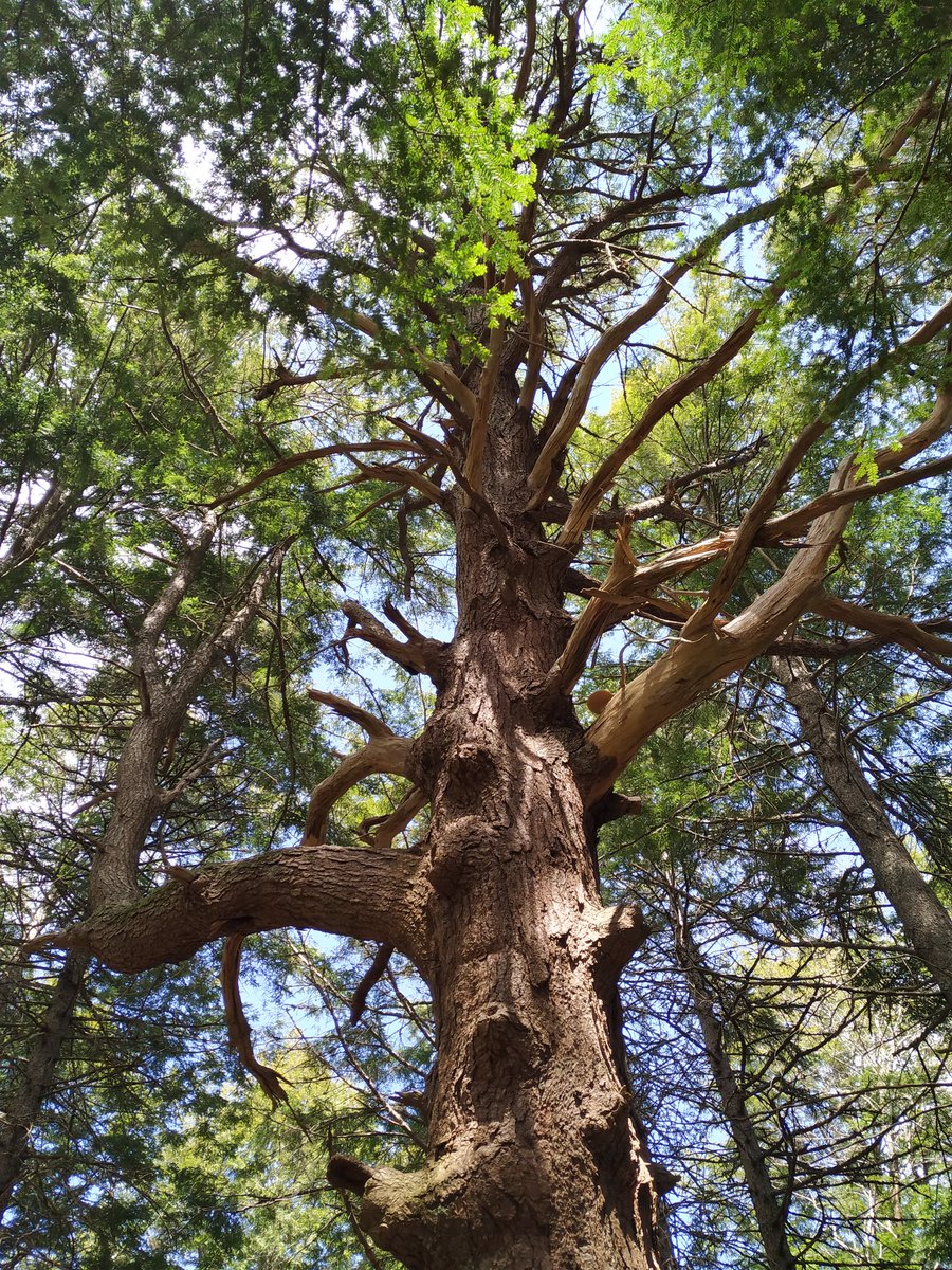 the_imp0ster's tweet photo. gm frens ☀️ 💚🌲 https://t.co/x0jH5vyiF6