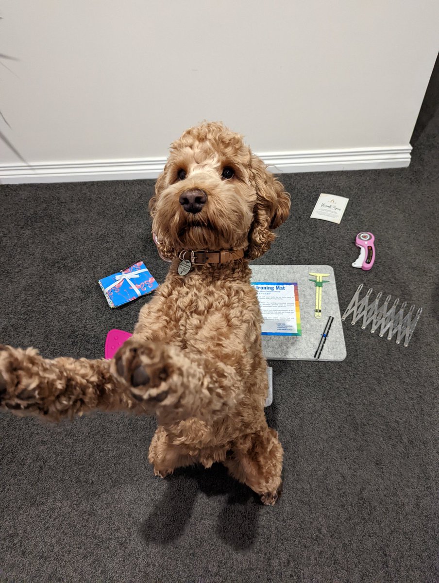 AKAT_HOME's tweet photo. A future quilter 🥰
#dogswhoquilt #dogs #Dog #dogoftheday #dogsoftwitter #quilting #sewing #SewingBee #quilting #Dogsarefamily #dogswholikesewing #AKATHOME https://t.co/nDtptpdZe2