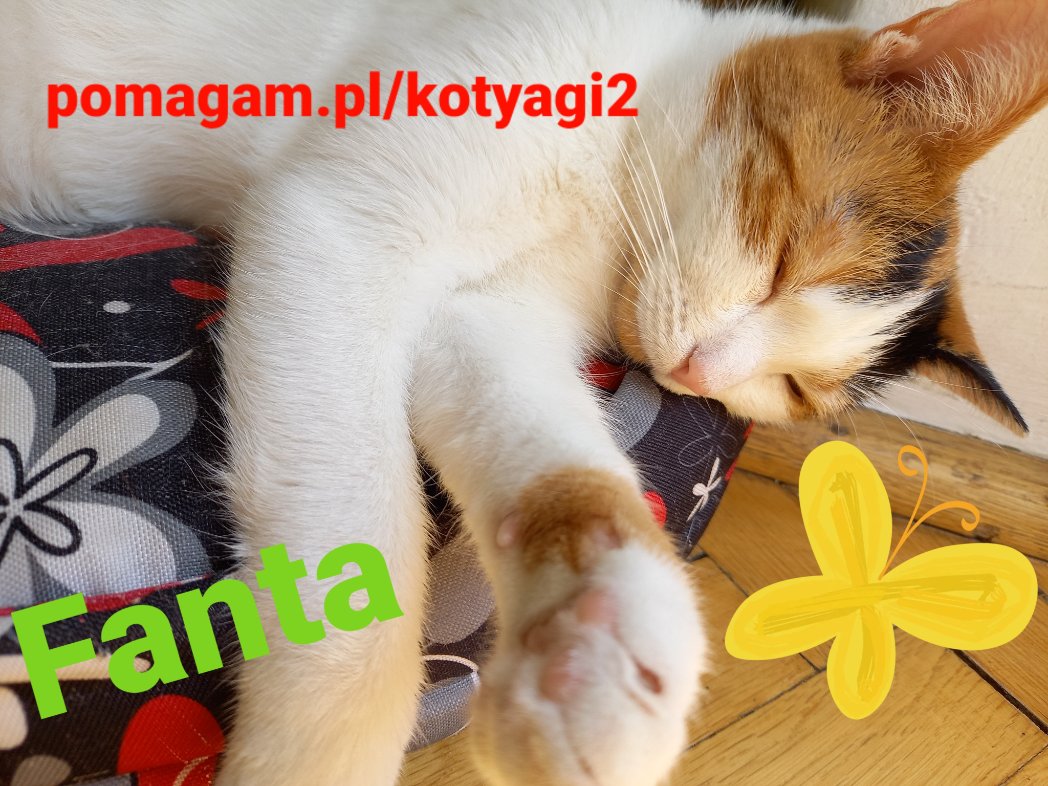 iness2709's tweet photo. https://t.co/ev2qThLfWM
Bardzo,bardzo potrzebna karma dla kotów!Zapasy skończyły się już dawno.Nie mamy też żwirku. Niestety...
Bez Waszego wsparcia dalsze pomaganie poprostu nie będzie możliwe.
Sama nie jestem w stanie utrzymać kociej gromady.PROSZĘ,POMÓŻCIE https://t.co/XYhRBJzA2J