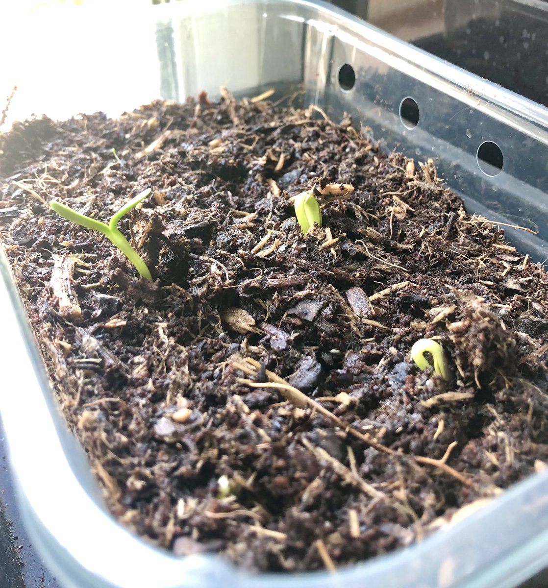 nonblondie37's tweet photo. Hello sunflower seedlings! 

🌻🌻🌻 
#KitchenWindowsill #GardenersWorld #FromSmallBeginnings https://t.co/jJi4JXR2sx