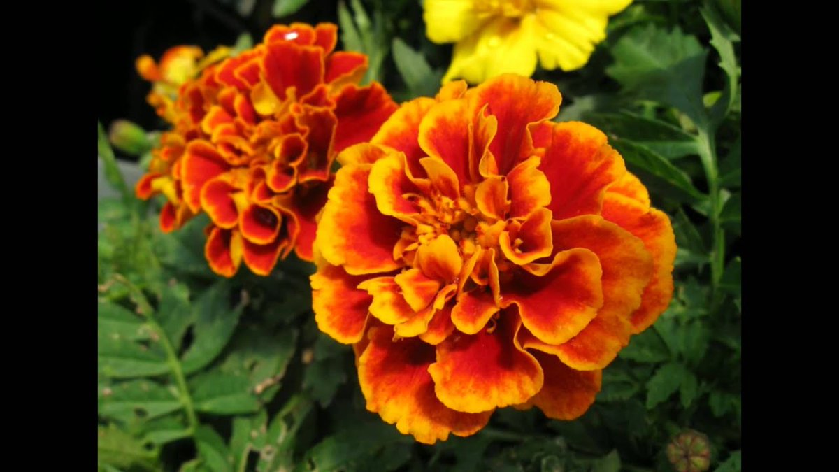 ADudarevs's tweet photo. Summer is coming and the flowers will start to grow ✅ #btc #startpoint #summer Miss the moment 💐💐💐 https://t.co/YXWCSIOBZh