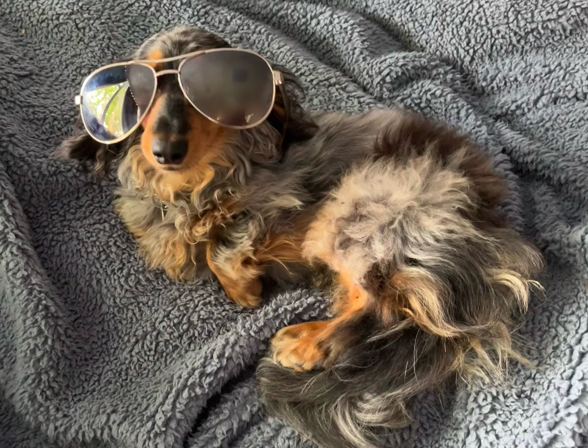 HuxandRosa's tweet photo. Rosa living up to her nickname “Rosa di Posa”!! Mama is baffled where all the floof keeps coming from … it keeps growing and growing… #funny #dogsinglasses #floof #sausagearmy #dachshund #DogsofTwittter https://t.co/sDwVZMSsrA