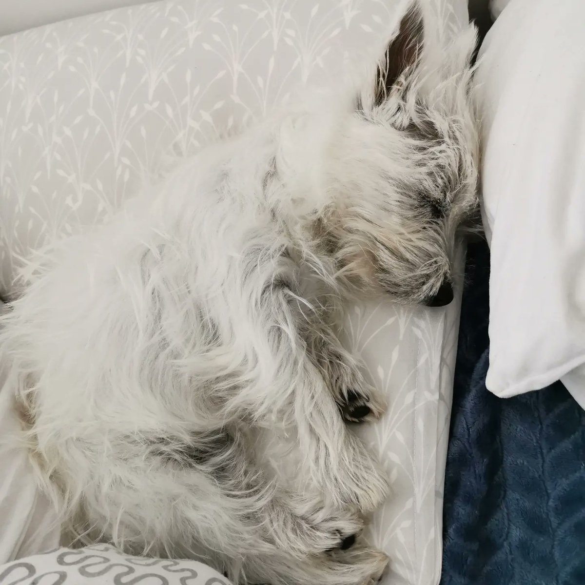 CharlieTravel27's tweet photo. I'm still asleep because today we're going for a long walk again 🐾🐶
#westie #westielife #westielover #westienap #westiepuppy #scothland https://t.co/v5FlpyYEWt