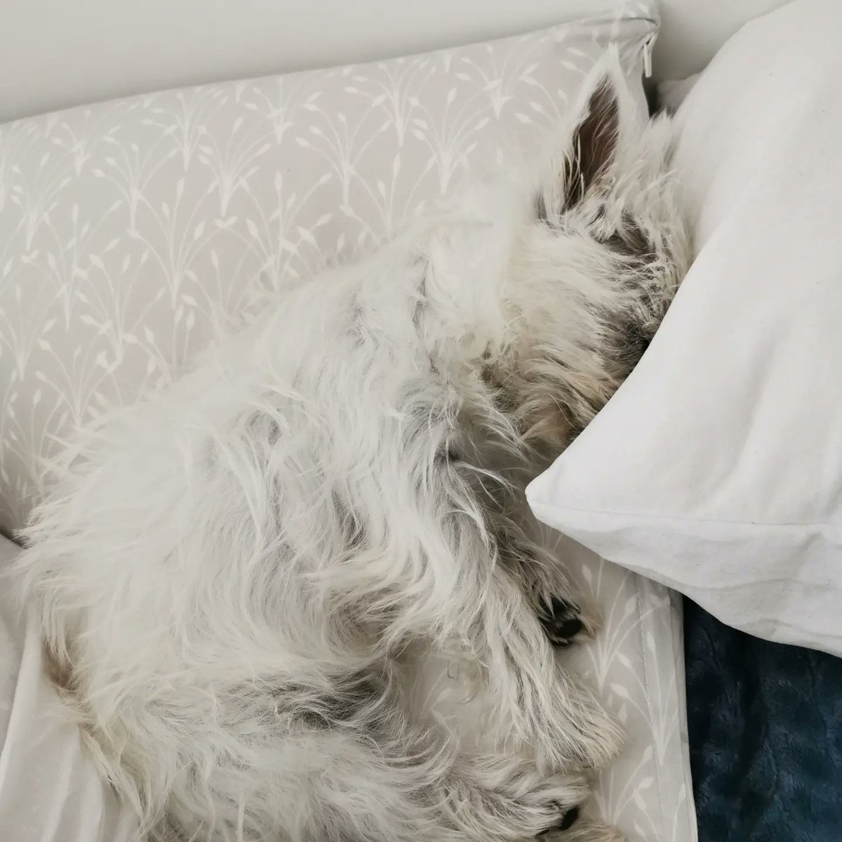 CharlieTravel27's tweet photo. I'm still asleep because today we're going for a long walk again 🐾🐶
#westie #westielife #westielover #westienap #westiepuppy #scothland https://t.co/v5FlpyYEWt