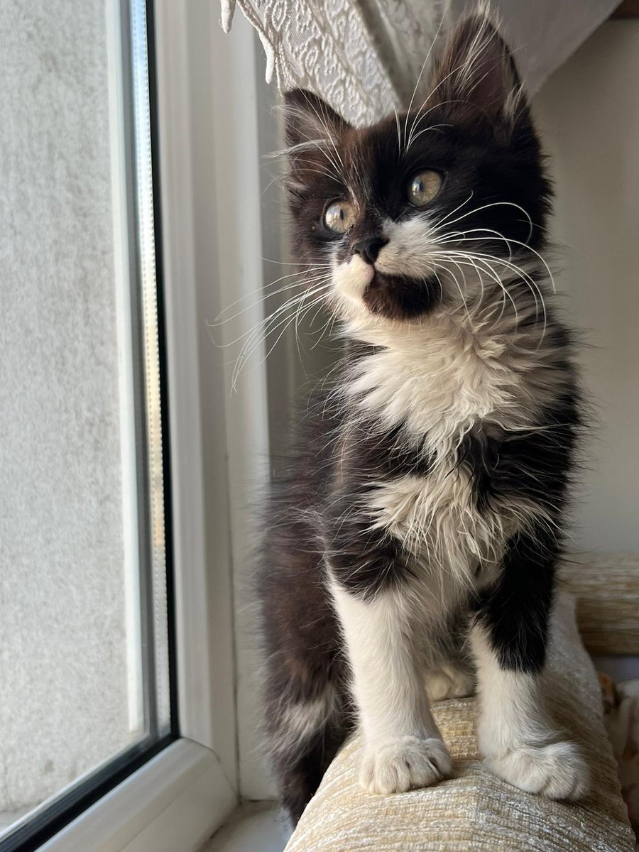 Bu bebeği kapıya terk edip gitmişler. 1.5 aylık civarı erkek. Kuru mama yiyor kum kullanıyor. Rahatsızlığım nedeniyle acilen geçici kalıcı yuva ya da güvenli bir bahçe arıyorum. Lütfen RT eder misiniz?  İstanbul Bahçelievler 05396363044
@warriormermaid0