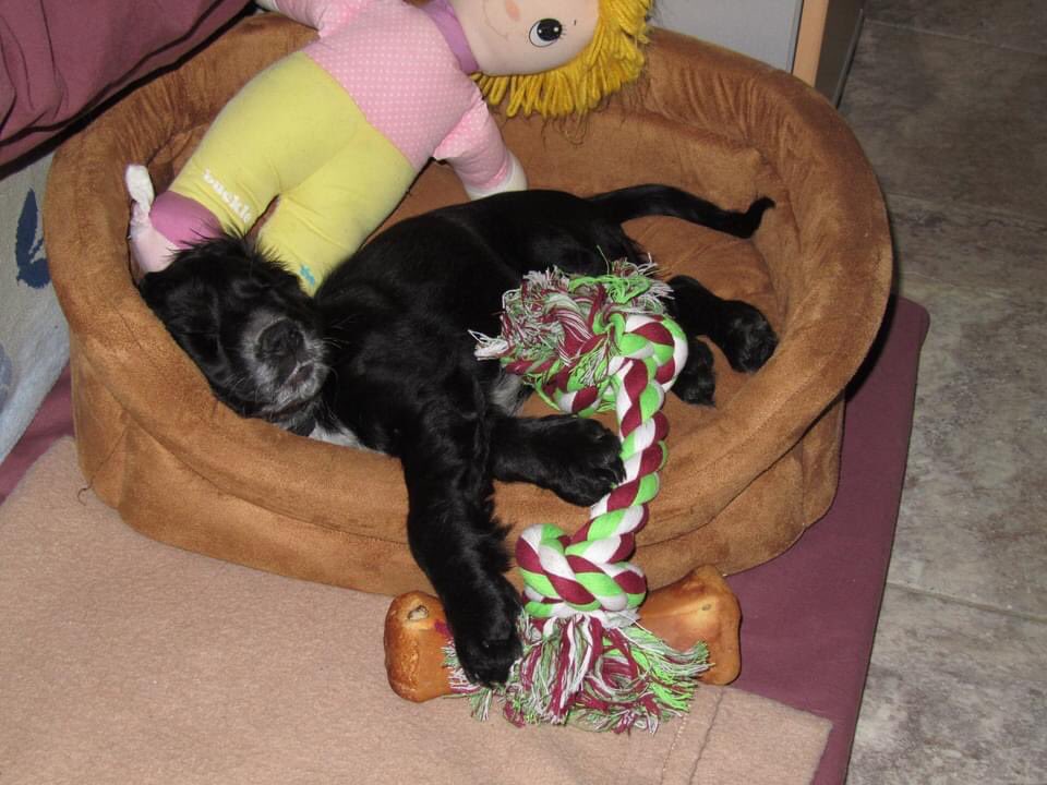 KTHallmark's tweet image. Happy Birthday 🥳 Leo, HD Puppy no.2, 7 years old today 🎂
#WorkshopAssistant