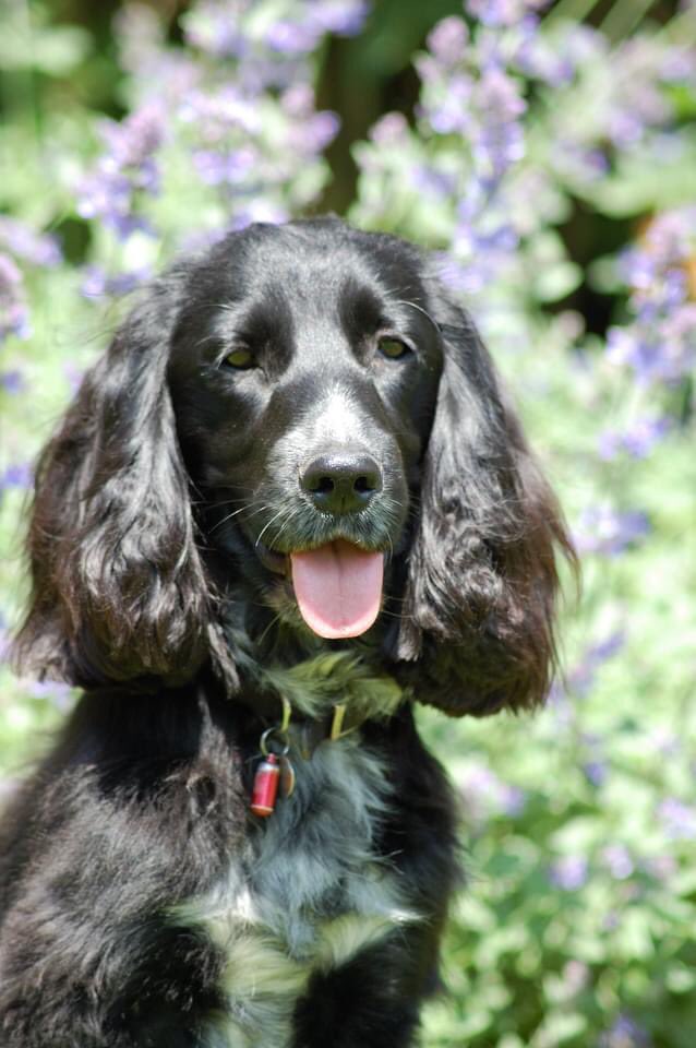 KTHallmark's tweet image. Happy Birthday 🥳 Leo, HD Puppy no.2, 7 years old today 🎂
#WorkshopAssistant