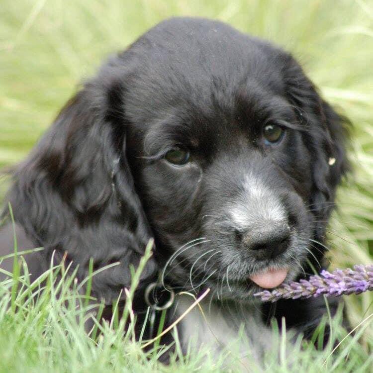 KTHallmark's tweet image. Happy Birthday 🥳 Leo, HD Puppy no.2, 7 years old today 🎂
#WorkshopAssistant