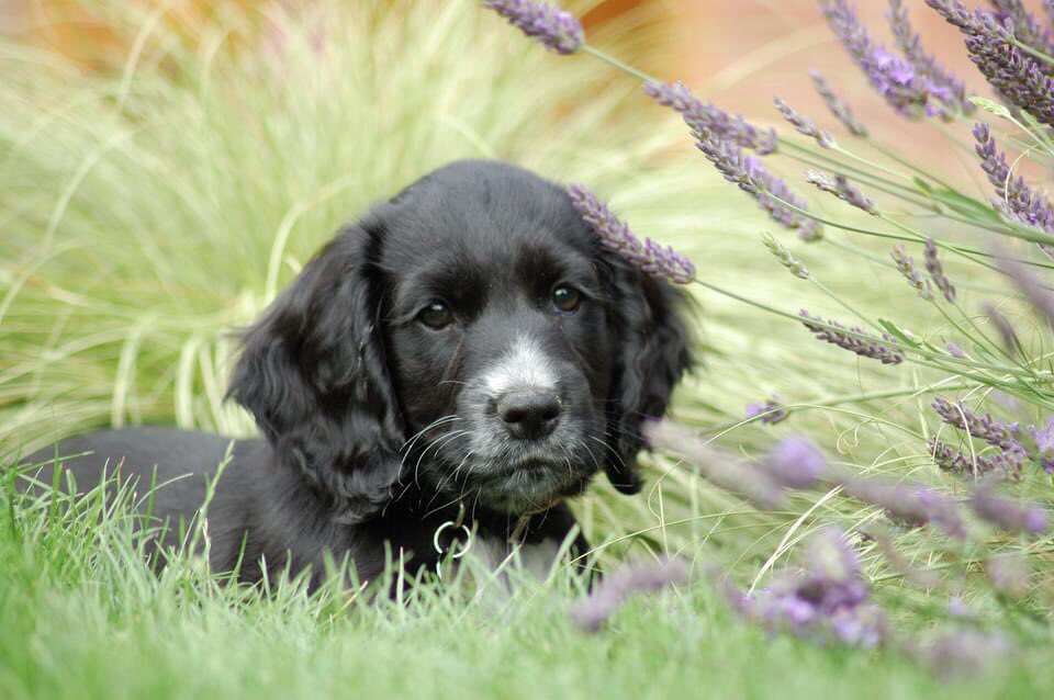 KTHallmark's tweet image. Happy Birthday 🥳 Leo, HD Puppy no.2, 7 years old today 🎂
#WorkshopAssistant