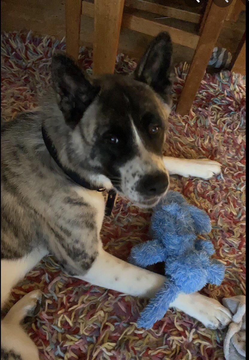 KarenFi51820768's tweet photo. Thank you all for tweeting and spreading the word. No further information yet but you are helping massively thank you for helping to #FindArmani any information DM me or @muddypawscrime πππ #RT #sundayvibes #SundayMotivation #Akita #Stolen #PetTheft https://t.co/JqVoDLifR9