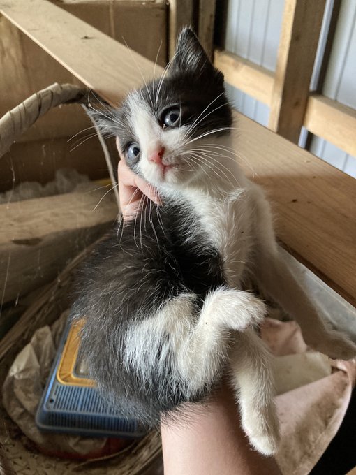 また野良猫が子猫産んでた 