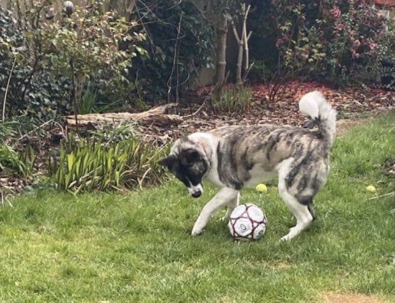 KarenFi51820768's tweet photo. @BCFC can your #Fans help here keep a lookout for #Armani #Stolen #Akita, police aware he is a therapy dog and really missed a sighting is crucial. #Armani loves his #football #FindArmani all eyes ππneeded πππππ #RT https://t.co/KmoleyI3Qs