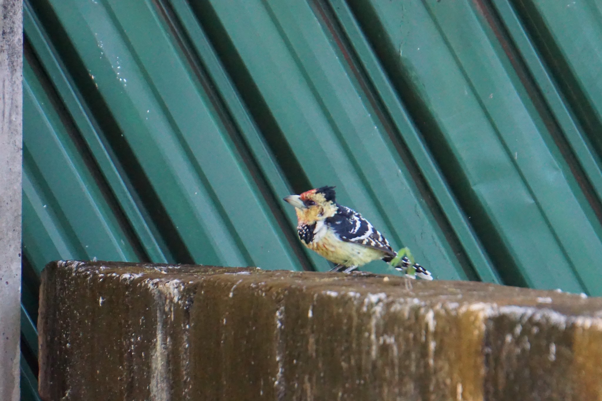 Adra Japan アドラ ジャパン スタッフ この鳥は何という鳥でしょう ジンバブエ ハラレ市内にあるadra Zimbabweの近くを散歩していて遭遇しました Adra アドラ ジンバブエ バードウォッチング 鳥 国際協力 T Co Cwmj72gtpm Twitter