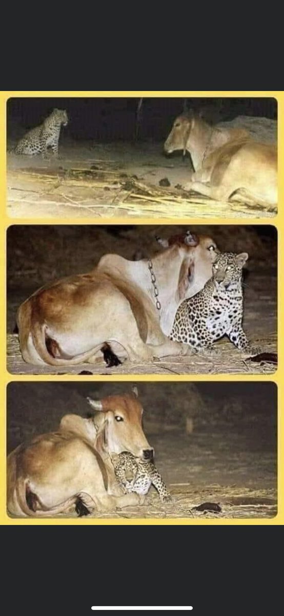 rparthiepan's tweet photo. தாயை இழந்த சிறுத்தை குட்டிக்கு தன் மார்பில் சுரக்கும் உயிர்திரவம் ஊட்டிய பசு.இரையைக் கூட இறையாக்கும் தாய்மை!
Happy Mother’s Day ! https://t.co/r3p4M2ws6a