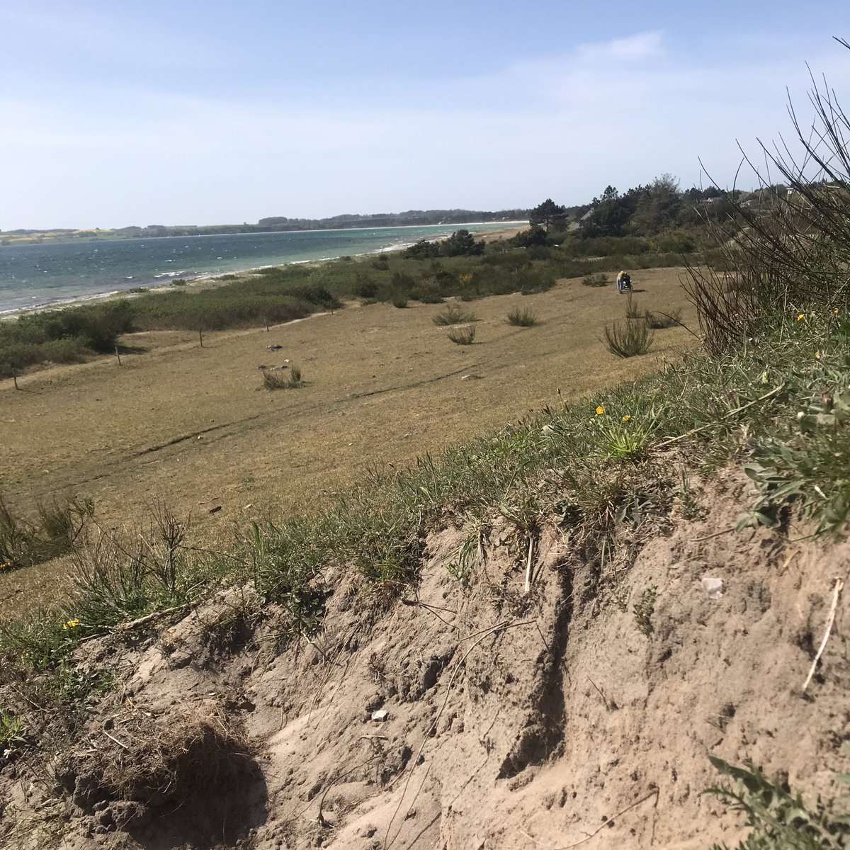 AndOddershede's tweet photo. Hvem under ikke et andet væsen et støvbad med denne udsigt - “all inclusive” blå kærhøg foroven og kornet stenbræk forneden? #dknatur #devilde20ere https://t.co/IJWnExLaQi