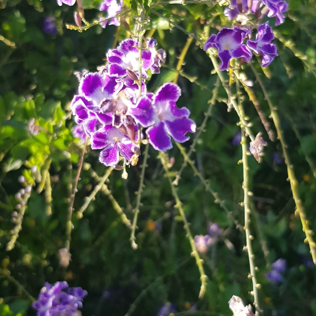 pannwe3's tweet photo. https://t.co/F1C425ofcy