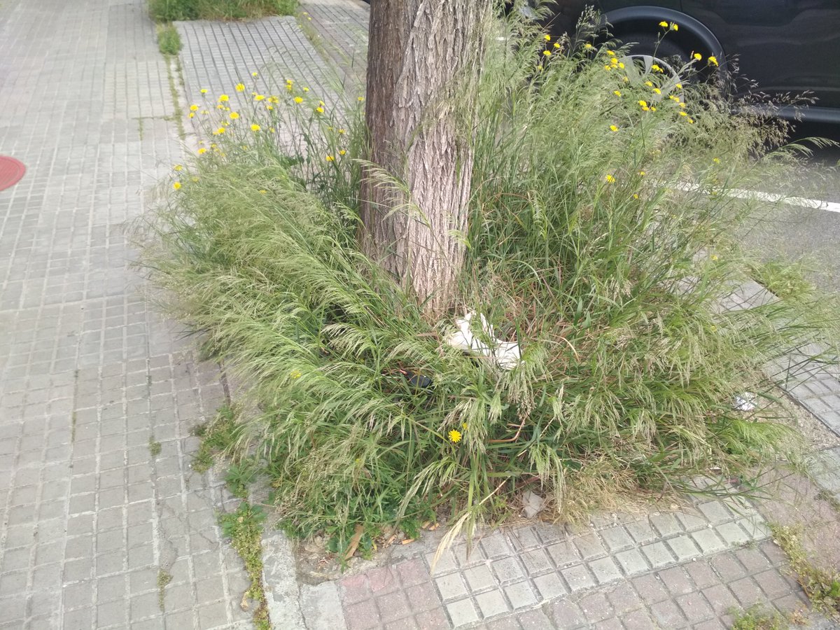 Birradegossos's tweet photo. #Escocells #Espigues #Gossos #Viladecans #GreenWashing #Soques #PscStyle #PactePelClima #PetjadaEcologica #Agenda2030 #EmoSioEngañao https://t.co/2nS4DTp2ij
