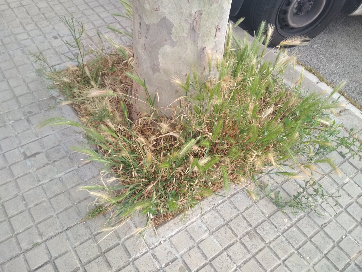Birradegossos's tweet photo. #Escocells #Espigues #Gossos #Viladecans #GreenWashing #Soques #PscStyle #PactePelClima #PetjadaEcologica #Agenda2030 #EmoSioEngañao https://t.co/2nS4DTp2ij
