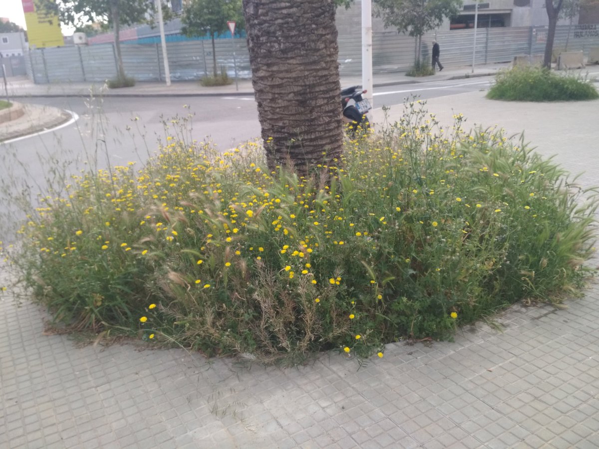 Birradegossos's tweet photo. #Escocells #Espigues #Gossos #Viladecans #GreenWashing #Soques #PscStyle #PactePelClima #PetjadaEcologica #Agenda2030 #EmoSioEngañao https://t.co/2nS4DTp2ij