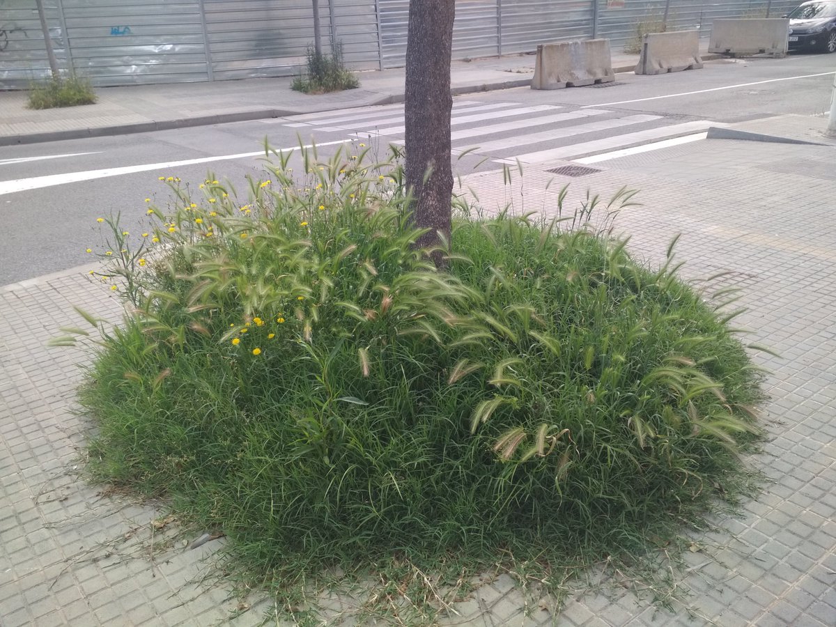 Birradegossos's tweet photo. #Escocells #Espigues #Gossos #Viladecans #GreenWashing #Soques #PscStyle #PactePelClima #PetjadaEcologica #Agenda2030 #EmoSioEngañao https://t.co/2nS4DTp2ij