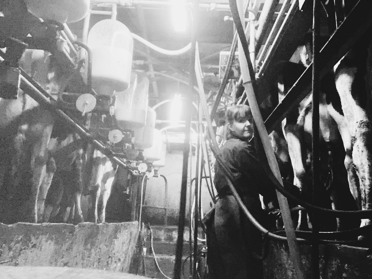 bernardsfarmuk's tweet photo. Easy like Sunday morning 🥱 🐄 🥛 💩 👩‍🌾 

#DairyFarmerOClock #ReliefMilking #DairyFarming #Cows #Mission4Milk #WomenInDairy https://t.co/Fk8nEqW6Ef