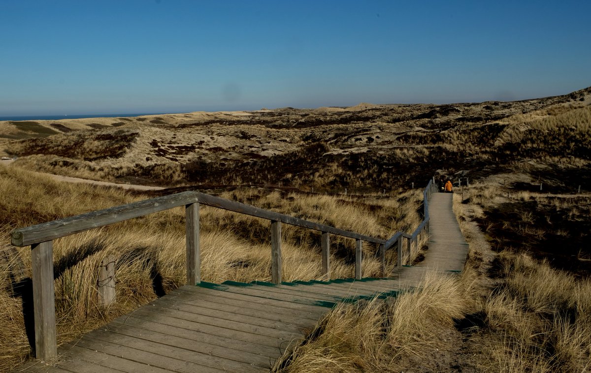 foto_ihlow's tweet photo. Dünenlandschaft auf Sylt.   Foto: Wittwer  #photos #fotografia #fotografie #ostfrieslandfotos #heimat  #picture #PictureOfTheDay #NaturePhotograph  #Sylt   link:  https://t.co/UOdwXcob18 https://t.co/XqaE0VItf0