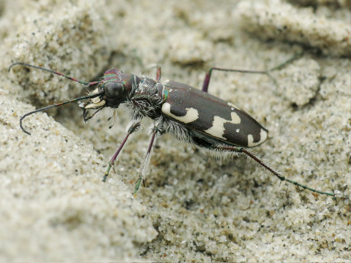 Panjan1972's tweet photo. Strandzandloopkever bij de Kwade Hoek. #beetle #loopkever #carabidae #cicindela #zeeland  @volgdenatuur @waarneming @IVNNederland https://t.co/hsIKnovQoa