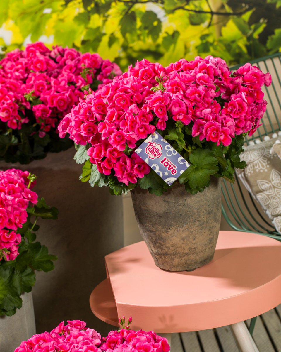 SyngentaFlowers's tweet photo. Pretty Little is perfect for your Mother's Day promotion!
This compact pelargonium is loaded with flower buds and many pink flowers. We even have targeted POS materials available to support your sales.
Read more: https://t.co/0QPWGLtNQY
#MothersDay #PrettyLittle #Pelargonium https://t.co/wOfqlWdm7i