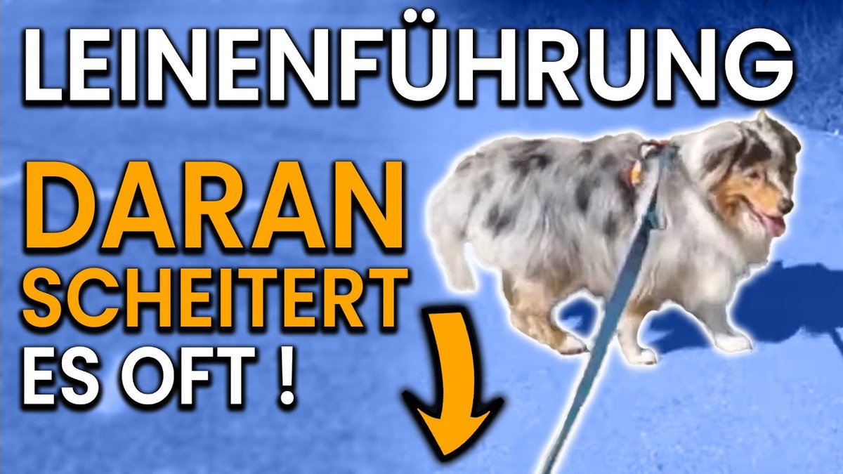 DirkBiller's tweet image. In unserem letzten Ausschnitt aus dem stream geht es um Leinenführung. 

Oder vielleicht doch nicht?!
youtu.be/3pDtLOqQFCM