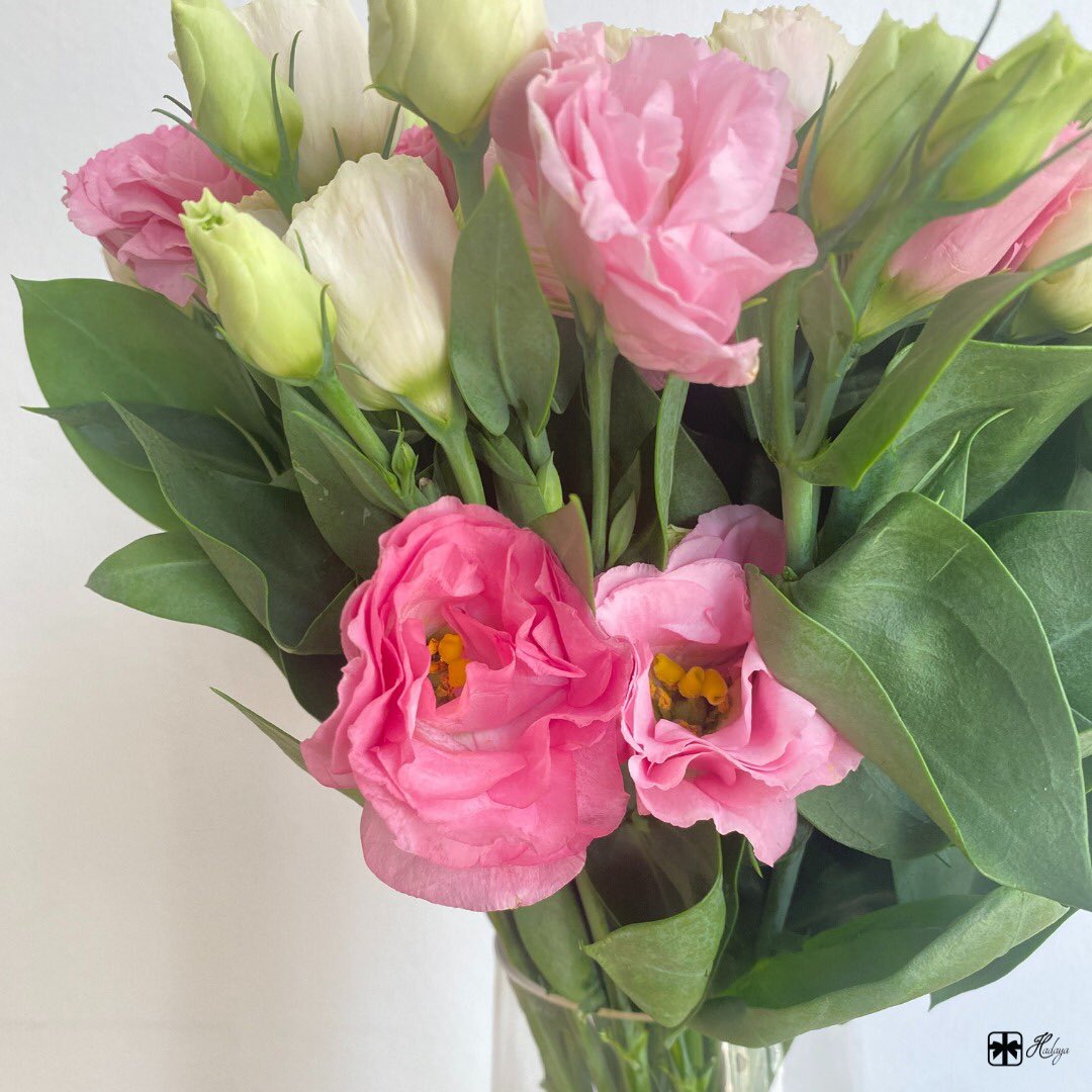 hadaya_om's tweet photo. تفضلوا الباقة بلون واحد او عدة ألوان؟!💐..

#هدايا #نحن_نفهمك https://t.co/YBv1ccBglv