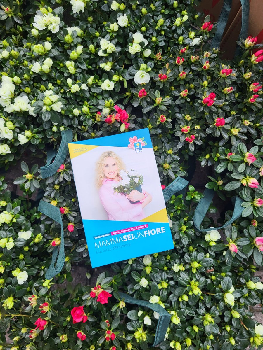 Per la mamma, per la ricerca. Oggi nelle piazze di tutta Italia #azaleadellaricerca <a href="/AIRC_it/">Fondazione AIRC per la ricerca sul cancro</a> lafestadellamamma.it/?utm_source=si…