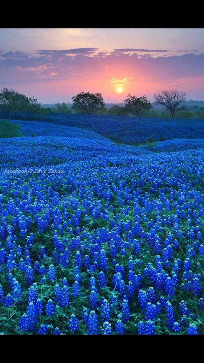 Neela92393473's tweet photo. "One touch of Nature makes 
       the whole World kin."

     William Shakespeare 

    #sundayvibes #MothersDay 💙🦋💙 https://t.co/emKuOTFMq0