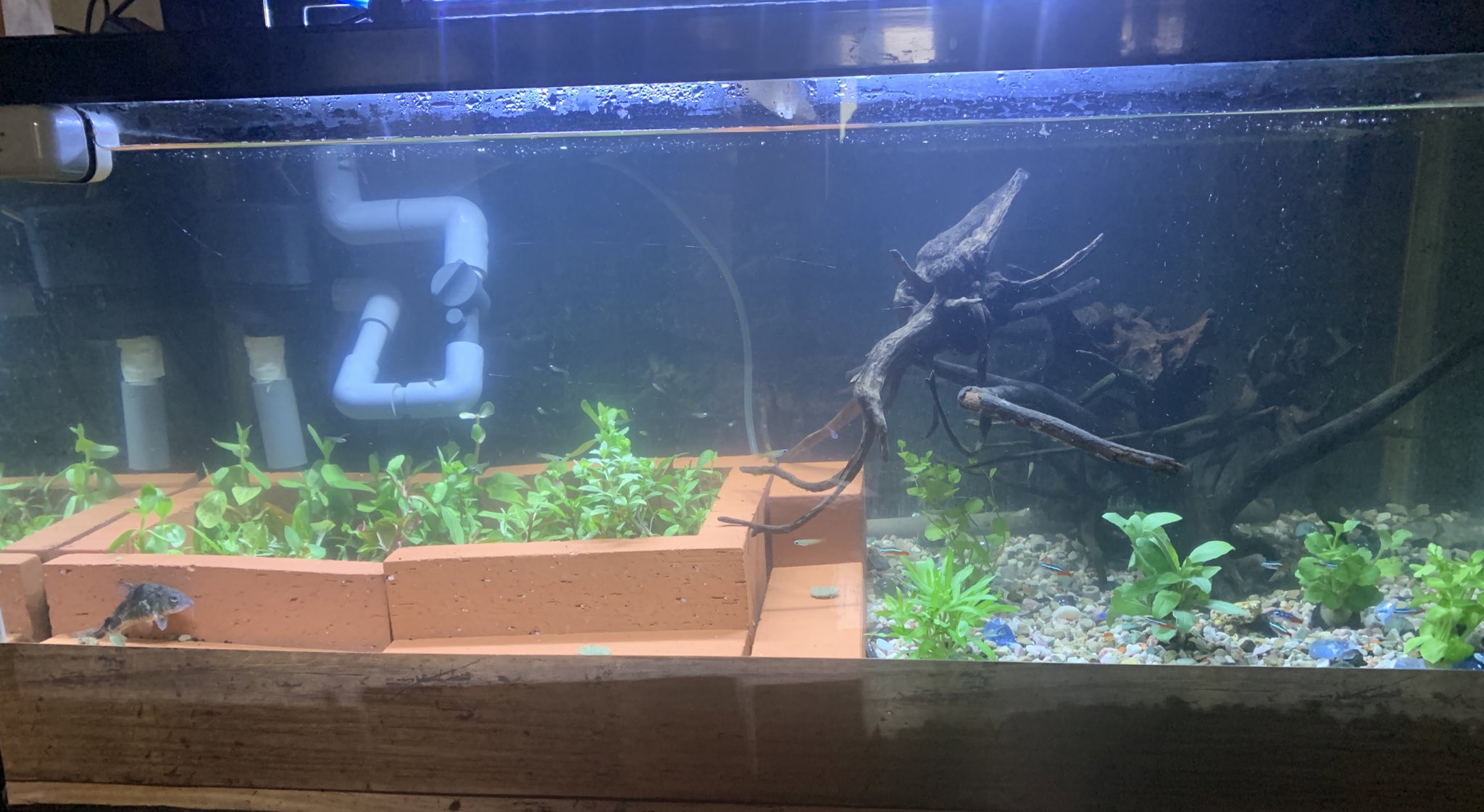 あむひと 趣味 久しぶりに 90cm水槽 稼働開始 半分ソイルで水草植えました 5種類位 植え込み コリドラスに掘り返されて 植え直し ごちゃごちゃです 住人 ガージナルテトラ ネオンテトラ アフリカンランプアイ ミナミヌマエビ コリドラス ついでに