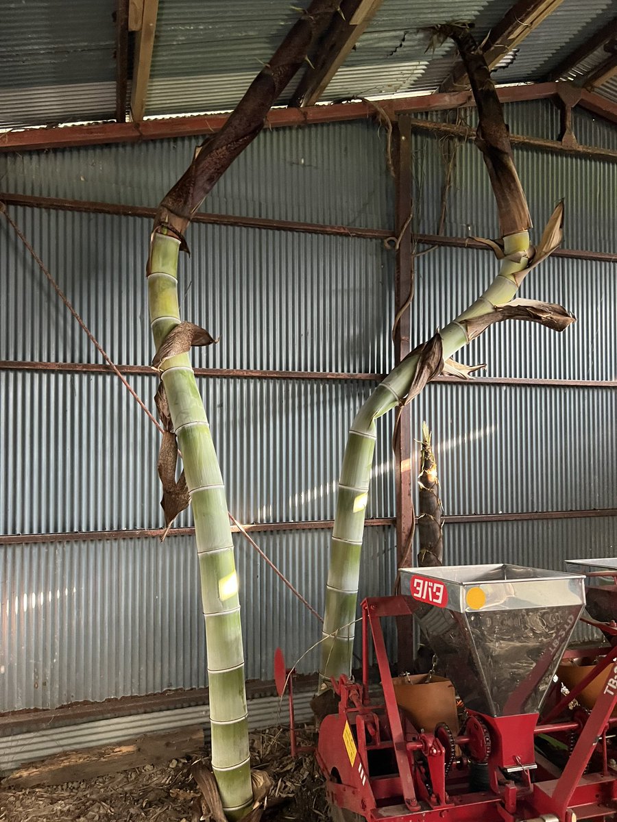 倉庫に久しぶりに来たらこれや 竹の地下茎によって建物が大変なことに 植物ってすげえ モンスターみたい Togetter
