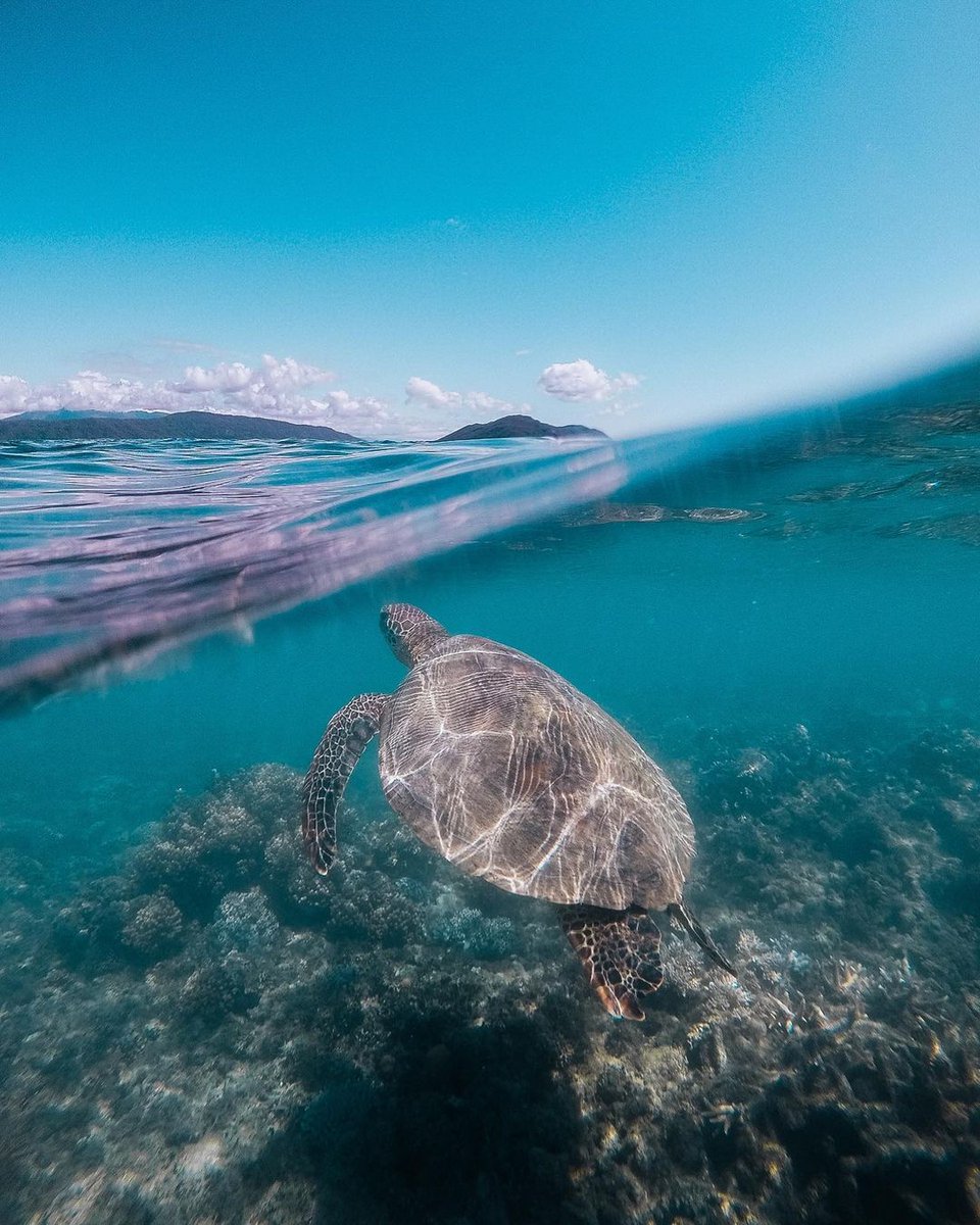GoProUK's tweet photo. Sundays are for taking it easy, dude 🐢 imcodybryce (IG) Wildlife photography is amazing, but keeping our oceans safe is super important! How do you do your bit? 👇

#GoPro #GoProANZ #Turtle #Sea #UnderWaterPhotography https://t.co/YkcwWhCSZQ