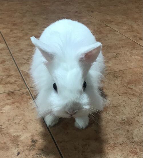 LuisFur2's tweet photo. @MediaMarkt_es @MotorolaESP #Edge30MediaMarkt Mi primera creación con su cámara gran angular de 50 MP va a ser para el conejito de Angora de mi hija. 🐇 https://t.co/p8F4mlxQjk