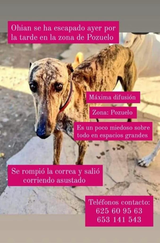 Por favor 🙏 si podéis ayudarme a buscar al perrete. Está asustado, ha salido corriendo y no le pillamos. Toda la noche buscando. Está recién acogido y no sabe volver a casa. Por favor 🥺